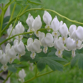 Dicentra spectabilis - Bleeding Heart 'Alba' Dicentra spectabilis - Bleeding Heart 'Alba'