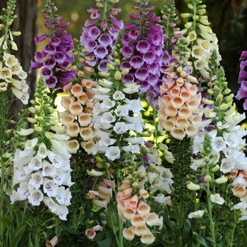 Digitalis purpurea 'Dalmatian Mix' - Dalmatian Foxglove