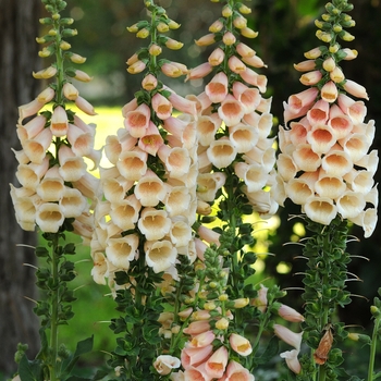 Digitalis - Foxglove 'Dalmatian Peach'