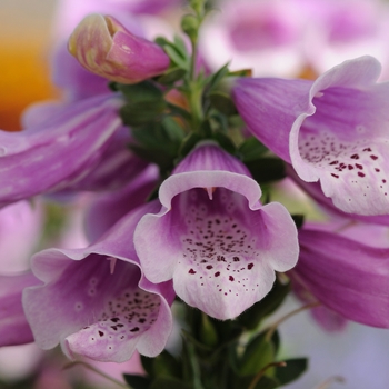 Digitalis purpurea - Foxglove 'Dalmatian Rose'
