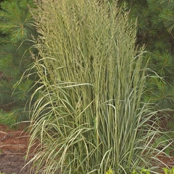 Calamagrostis acutiflora - Feather Reed Grass 'Avalanche' 