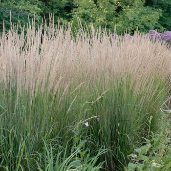 Calamagrostis acutiflora - Feather Reed Grass 'Karl Foerster'