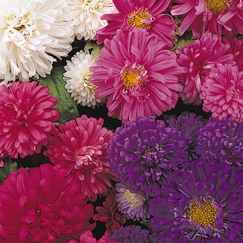 Aster chinensis - Aster 'Pot N Patio'