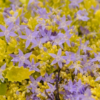 Campanula garganica - Bellflower 'Dickson's Gold'