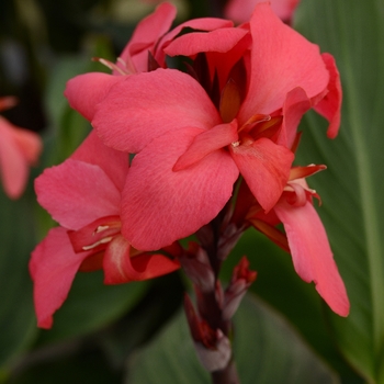 Canna x generalis - Canna Lily 'Cannova Rose'
