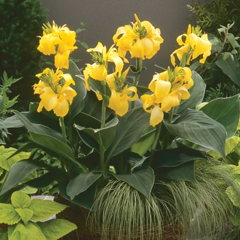 Canna x generalis - Canna Lily 'Cannova Yellow'