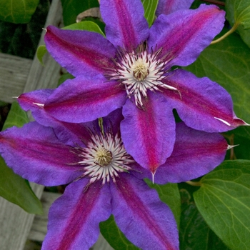 Clematis - Clematis 'Fireworks'