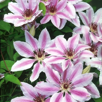 Clematis - Clematis 'Nelly Moser'