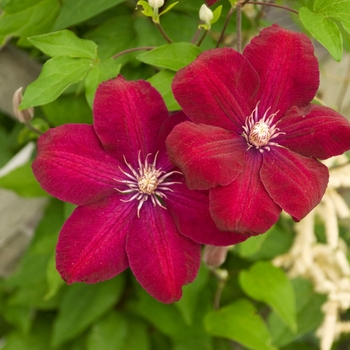 Clematis - Clematis 'Rouge Cardinal'