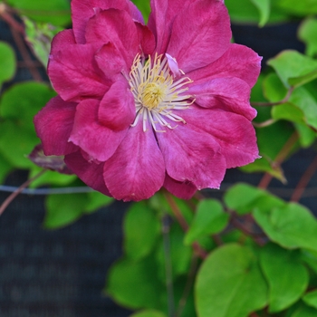 Clematis - Clematis 'Red Star'