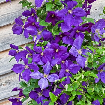Clematis - Clematis 'Jackmanii'