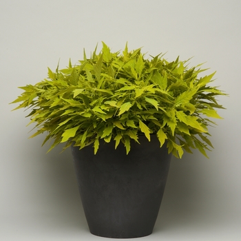 Solenostemon - Coleus 'Flame Thrower Salsa Verde'
