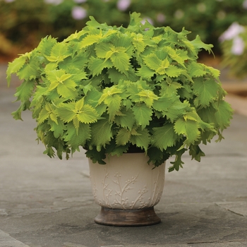 Solenostemon hybrid - Coleus 'Wasabi'