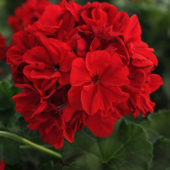 Pelargonium x hortorum (Zonal Geranium) - Geranium 'Fantasia Dark Red'