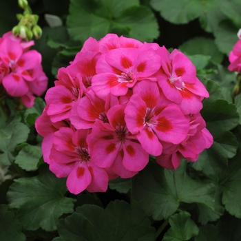 Pelargonium x hortorum (Geranium, Zonal) - Geranium 'Fantasia Purple Sizzle'