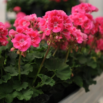 Pelargonium x hortorum (Zonal Geranium) - Geranium 'Fantasia Strawberry Sizzle'