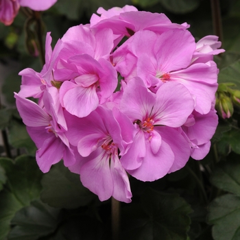 Pelargonium x hortorum (Zonal Geranium) - Geranium 'Moonlight Lavender'