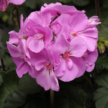 Pelargonium x hortorum 'Lavender' (Zonal Geranium) - Moonlight™ Lavender