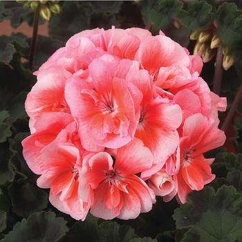 Pelargonium x hortorum (Zonal Geranium) - Geranium 'Moonlight Light Salmon'