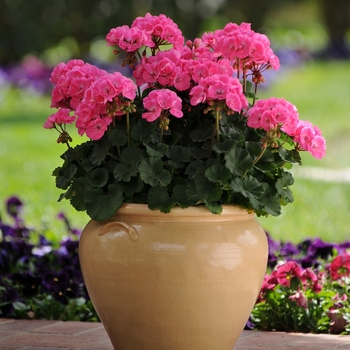 Pelargonium x hortorum (Zonal Geranium) - Geranium 'Moonlight Pink'