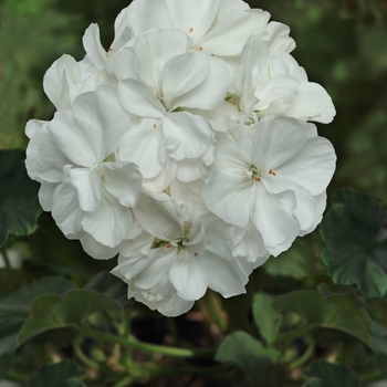Pelargonium x hortorum 'White' (Zonal Geranium) - Moonlight™ White