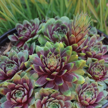 Sempervivum 'Ruby Heart' - Hen and Chicks