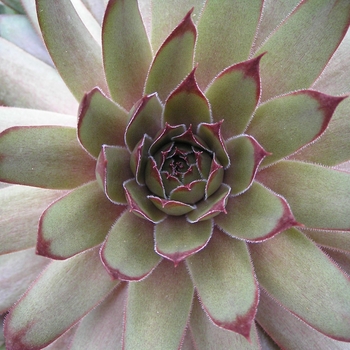 Sempervivum 'Red Beauty' - Hens & Chicks