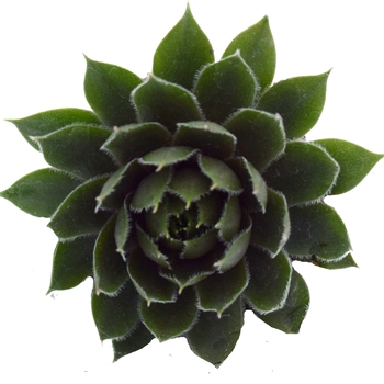 Sempervivum 'Commander Hay' - Hen and Chicks