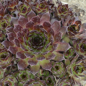 Sempervivum 'Black' - Hens and Chicks