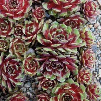 Sempervivum hybrid - Kalinda