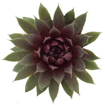 Sempervivum calcareum - Hens and Chicks