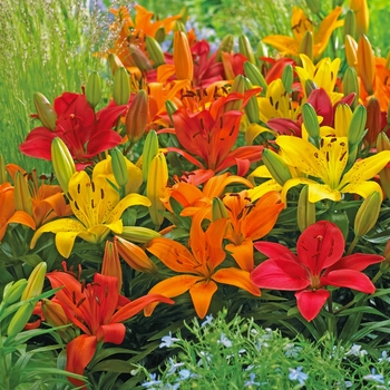 Multiple Varieties - Lily asiatc
