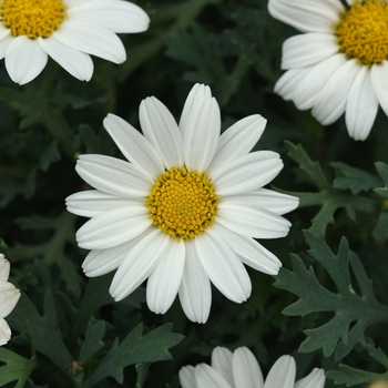 Argyranthemum frutescens - Marguerite Daisy 'Lovey Dove'