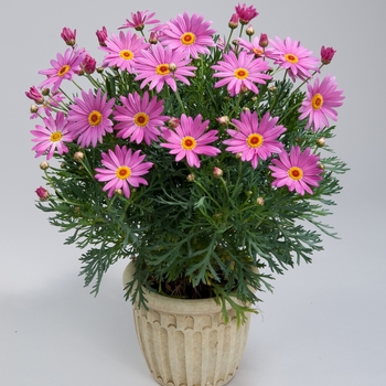 Argyranthemum frutescens - Marguerite Daisy 'Pink Harmony'