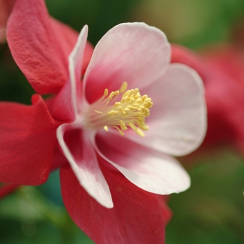 Aquilegia caerulea - 'Songbird Cardinal'