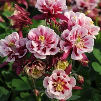 Aquilegia vulgaris - Columbine 'Winky Double Red and White'