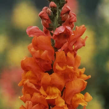 Antirrhinum majus 'Rocket Bronze' - Snapdragon