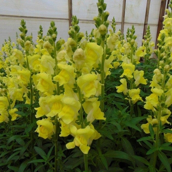 Antirrhinum majus 'Rocket Golden' - Snapdragon