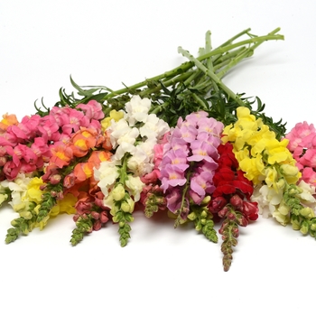 Antirrhinum majus - Snapdragon 'Rocket Mix'