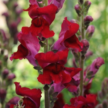 Antirrhinum majus 'Rocket Red' - Snapdragon