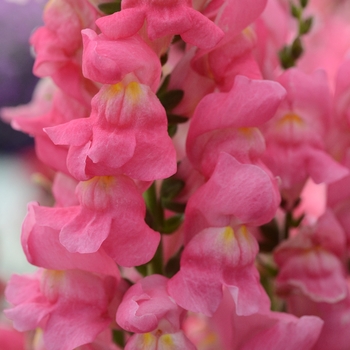 Antirrhinum majus 'Rocket Rose' - Rocket Cherry Snapdragon