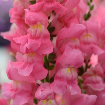 Antirrhinum majus 'Rocket Rose' - Snapdragon