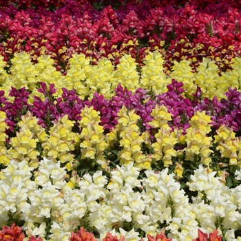 Antirrhinum majus - Snapdragon 'Snapshot Mix'