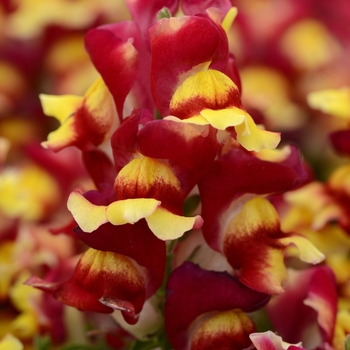 Antirrhinum majus 'Snapshot Red Bicolor' - Dwarf Garden Snapdragon