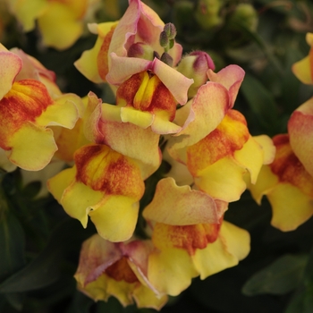 Antirrhinum majus - Snapdragon 'Snapshot Orange and Yellow'
