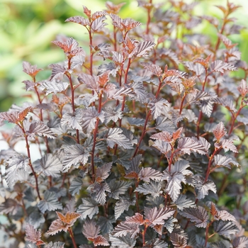 Physocarpus opulifolius - Summer Wine® Black