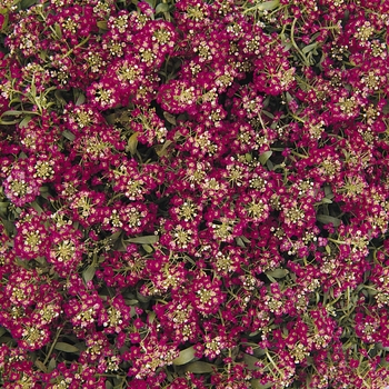 Lobularia maritima - Alyssum 'Easter Bonnet Deep Rose'