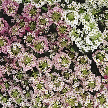 Lobularia maritima - Alyssum 'Easter Bonnet Mix'
