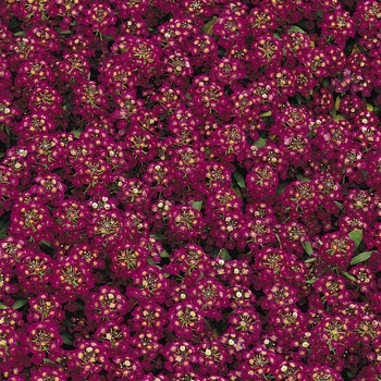 Lobularia maritima - Alyssum 'Easter Bonnet Violet'