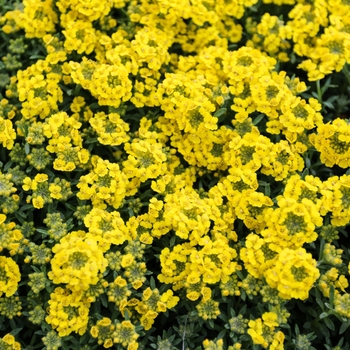 Alyssum wulfenianum - Alyssum 'Golden'